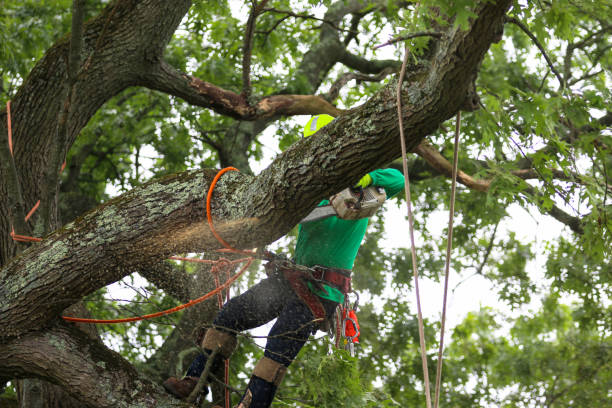 How Our Tree Care Process Works  in  Phoenixville, PA